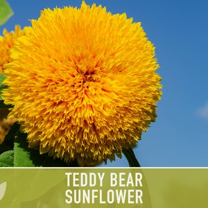 Teddy Bear Sunflower Seeds Heirloom Seeds, Seed Packets, Flower Seeds, Dwarf Sunflower, Non GMO, Open Pollinated image 4