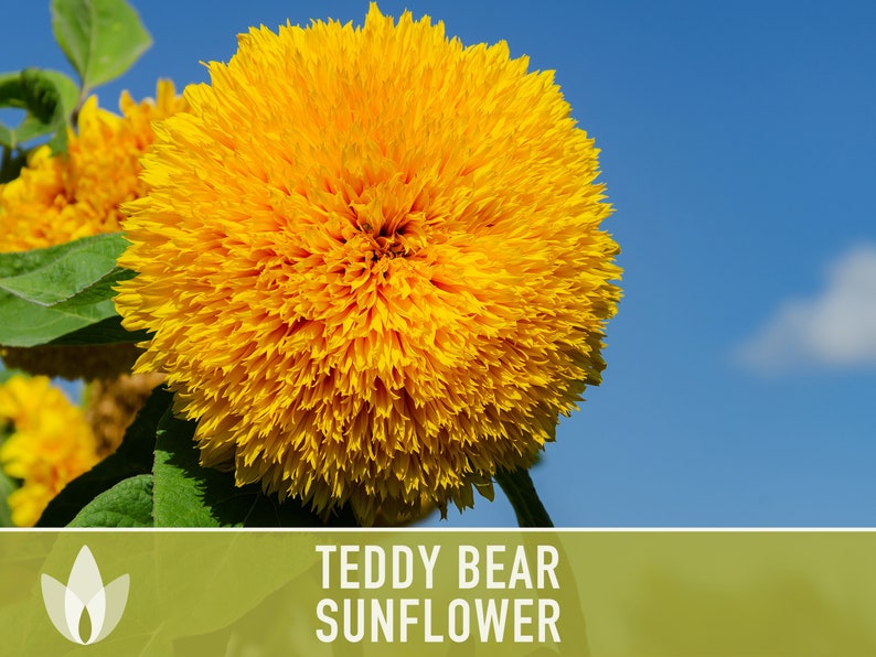 Teddy Bear Sunflower Seeds Heirloom Seeds, Seed Packets, Flower Seeds, Dwarf Sunflower, Non GMO, Open Pollinated image 4