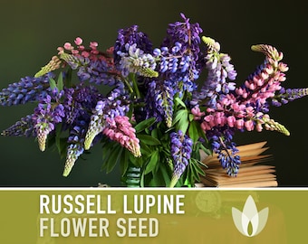 Lupine, Russell Flower Seeds - Heirloom Seeds, Showy Blooms, Pollinator Friendly, Cut Flowers, Lupinus Polyphyllus, Perennial, Non-GMO