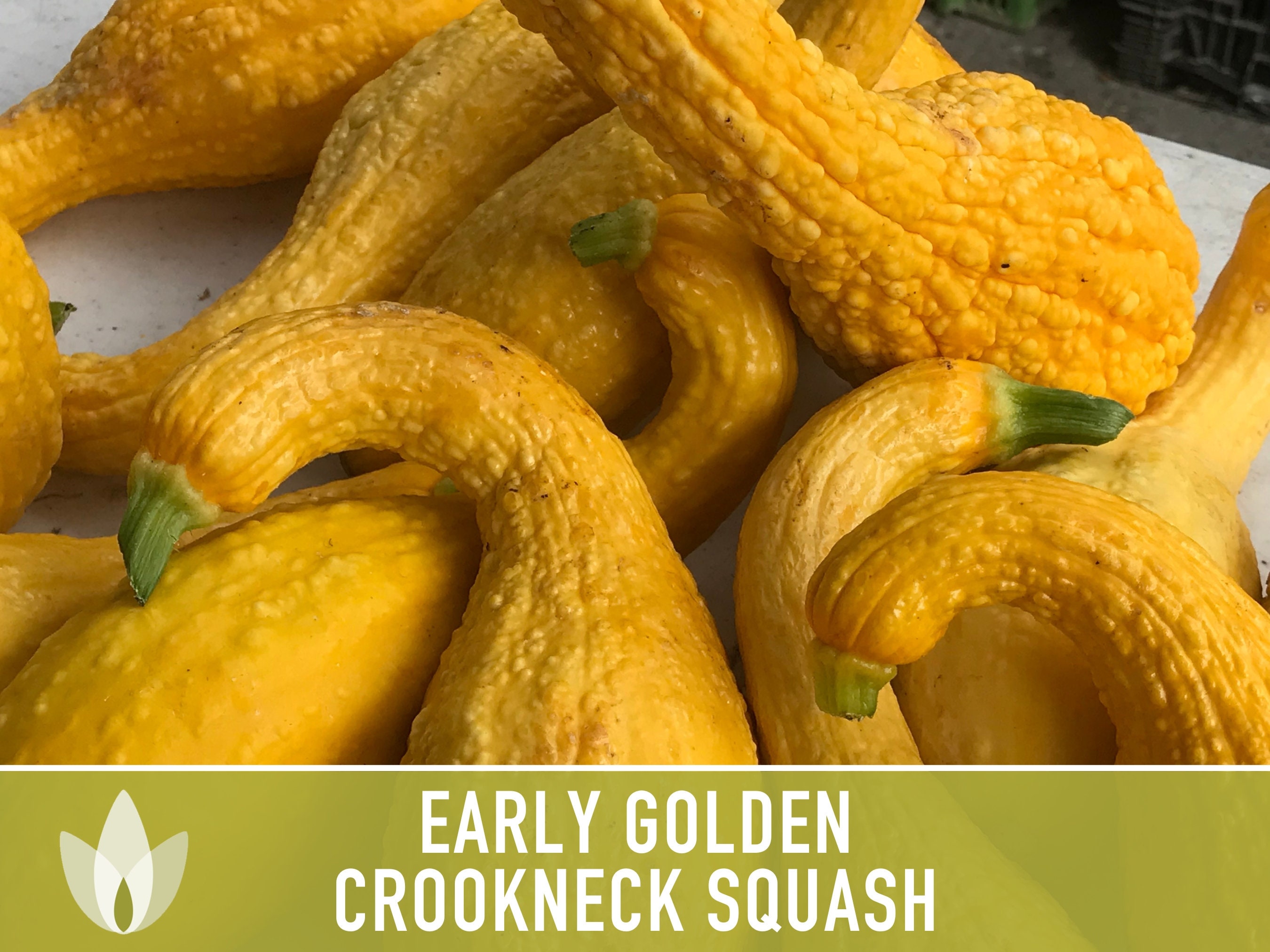 Early Golden Crookneck Summer Squash Heirloom Seeds Etsy