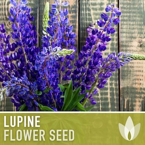 Perennial Lupine Flower Seeds - Heirloom Seeds, Pollinator Friendly, Cut Flowers, Lupinus Perennis, Cottage Garden, Meadow Flower, Non-GMO