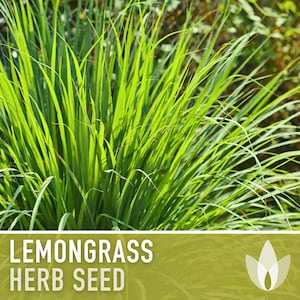 Lemongrass Herb Seeds - Heirloom Seeds, Culinary Herb, Medicinal Herb, Hydroponics, OP, Non-GMO