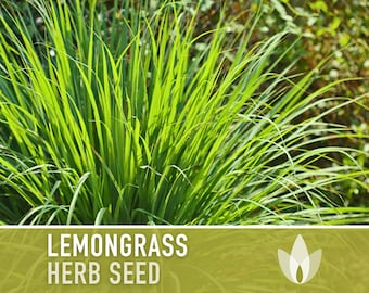 Lemongrass Herb Seeds - Heirloom Seeds, Culinary Herb, Medicinal Herb, Hydroponics, OP, Non-GMO