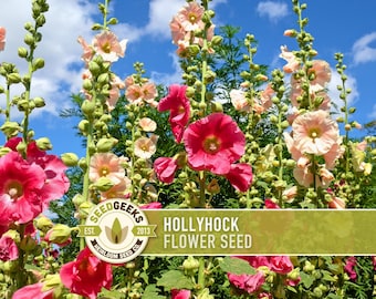 Hollyhock Flower Seeds | 25+ Seeds, Heirloom, Pink, Yellow, Red & White Blend, Non-GMO, Alcea Rosea