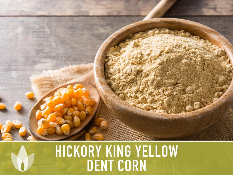 Hickory King Yellow Corn Heirloom Seeds Dent Corn Sweet Etsy