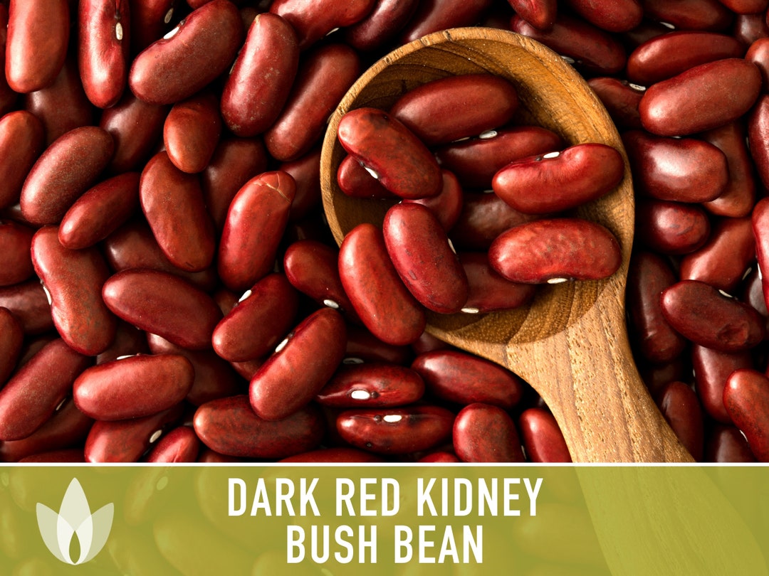 Dark Red Kidney Bean Seeds Heirloom Seeds Kidney Bush Bean Etsy