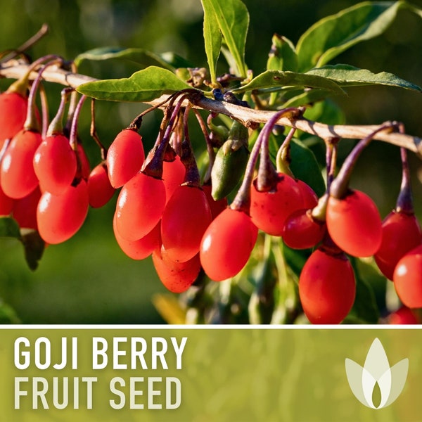 Goji Berry (Chinese Wolfberry) Seeds - Heirloom Seeds, Traditional Medicinal Plant, Superfood, Lycium Chinense, Open Pollinated, Non-GMO