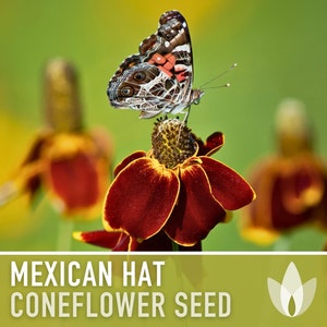 Mexican Hat Coneflower Seeds Heirloom Seeds, Native Wildflower, Prairie Coneflower, Pollinator Friendly, Ratibida Columnifera, Non-GMO image 2