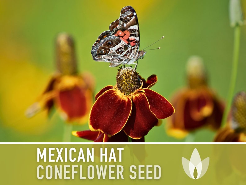 Mexican Hat Coneflower Seeds Heirloom Seeds, Native Wildflower, Prairie Coneflower, Pollinator Friendly, Ratibida Columnifera, Non-GMO image 2