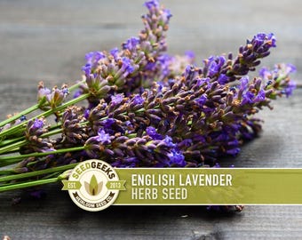 May include: A close-up of a bunch of English lavender herb seeds, featuring vivid purple flowers and green stems. The image includes the text "English Lavender Herb Seed" and the SeedGeeks logo on a wooden surface.