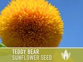 Teddy Bear Sunflower Seeds - Heirloom Seeds, Seed Packets, Flower Seeds, Dwarf Sunflower, Non GMO, Open Pollinated
