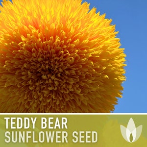 Teddy Bear Sunflower Seeds Heirloom Seeds, Seed Packets, Flower Seeds, Dwarf Sunflower, Non GMO, Open Pollinated image 1