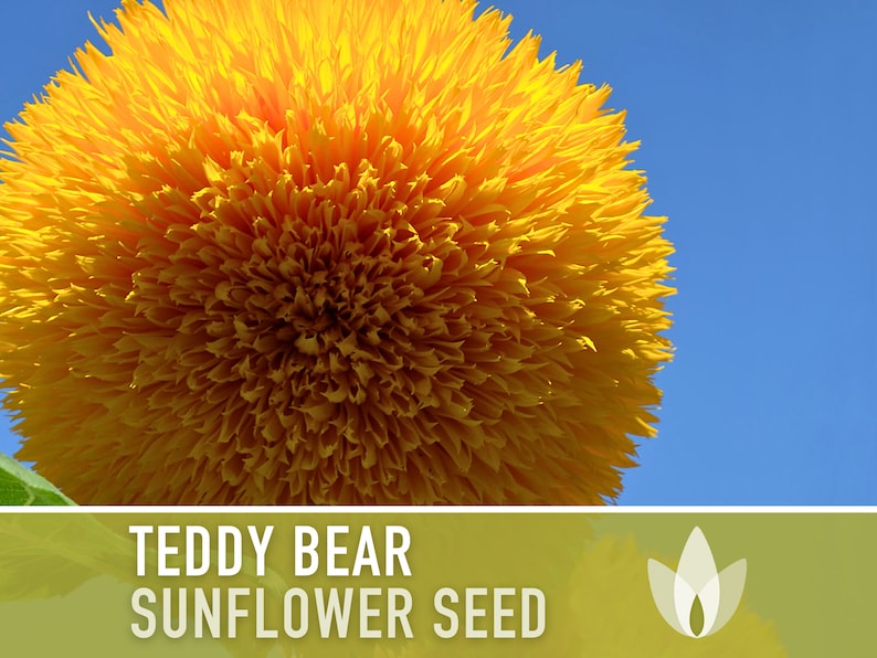 Teddy Bear Sunflower Seeds Heirloom Seeds, Seed Packets, Flower Seeds, Dwarf Sunflower, Non GMO, Open Pollinated image 1