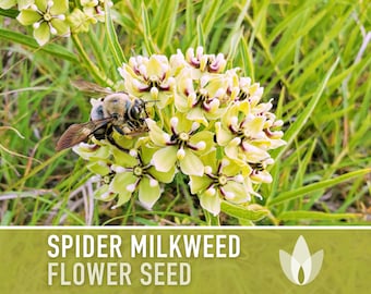 Spider Milkweed Seeds - Asclepias Viridis, Heirloom Flower Seeds, Monarch Butterfly, Native Seeds, Green Milkweed, Butterfly Garden, Non-GMO