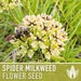see more listings in the Flower Seeds section