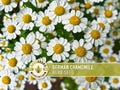 German Chamomile Herb Heirloom Seeds