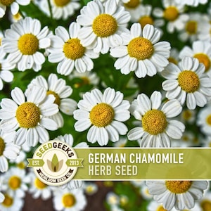 German Chamomile Herb Heirloom Seeds