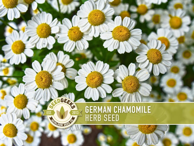 The image is a close-up of a cluster of white and yellow chamomile flowers, with the text "German Chamomile Herb Seed" overlaid on the image.