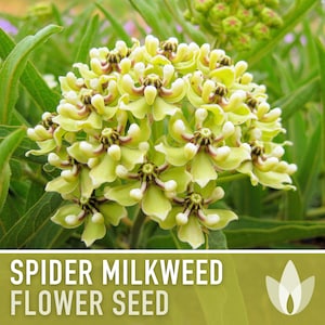 Spider Milkweed Seeds - Asclepias Viridis, Heirloom Seeds, Monarch Butterfly, Flower Seeds, Native Seeds, Green Milkweed, Non-GMO