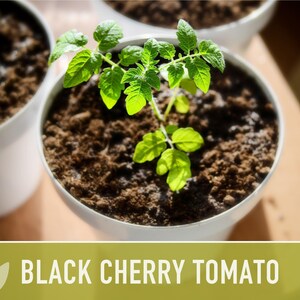 Black Cherry Tomato Seeds - Heirloom, Non-GMO image 7