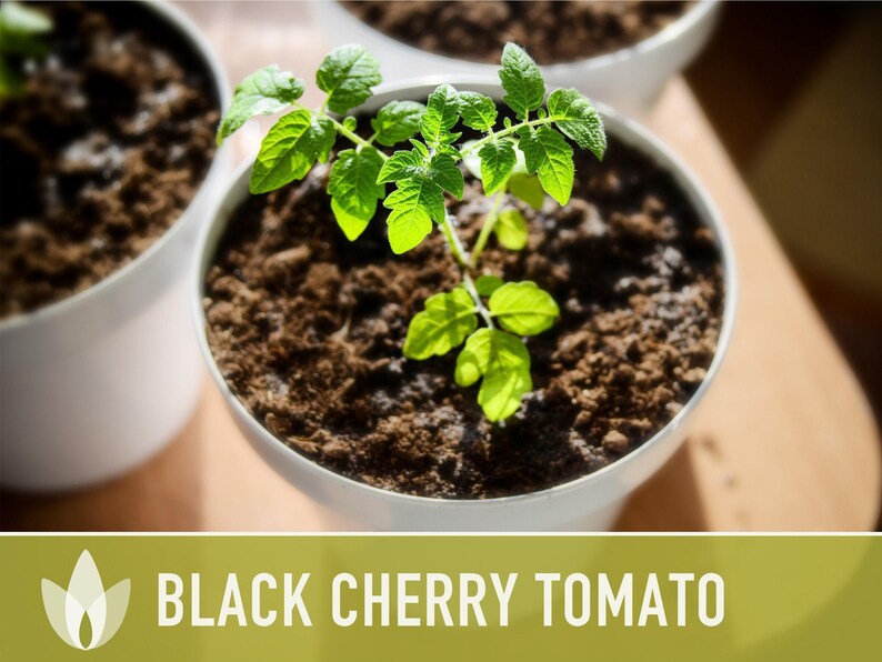 Black Cherry Tomato Seeds - Heirloom, Non-GMO image 7