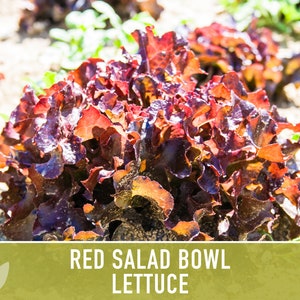 Red Salad Bowl Lettuce Heirloom Seeds image 8