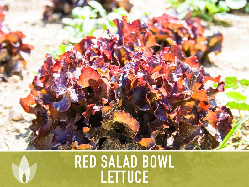 Red Salad Bowl Lettuce Heirloom Seeds image 8