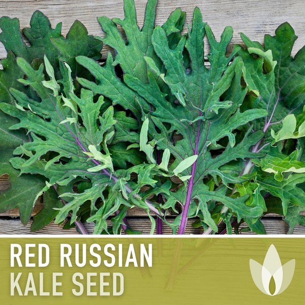 Red Russian Kale Heirloom Seeds