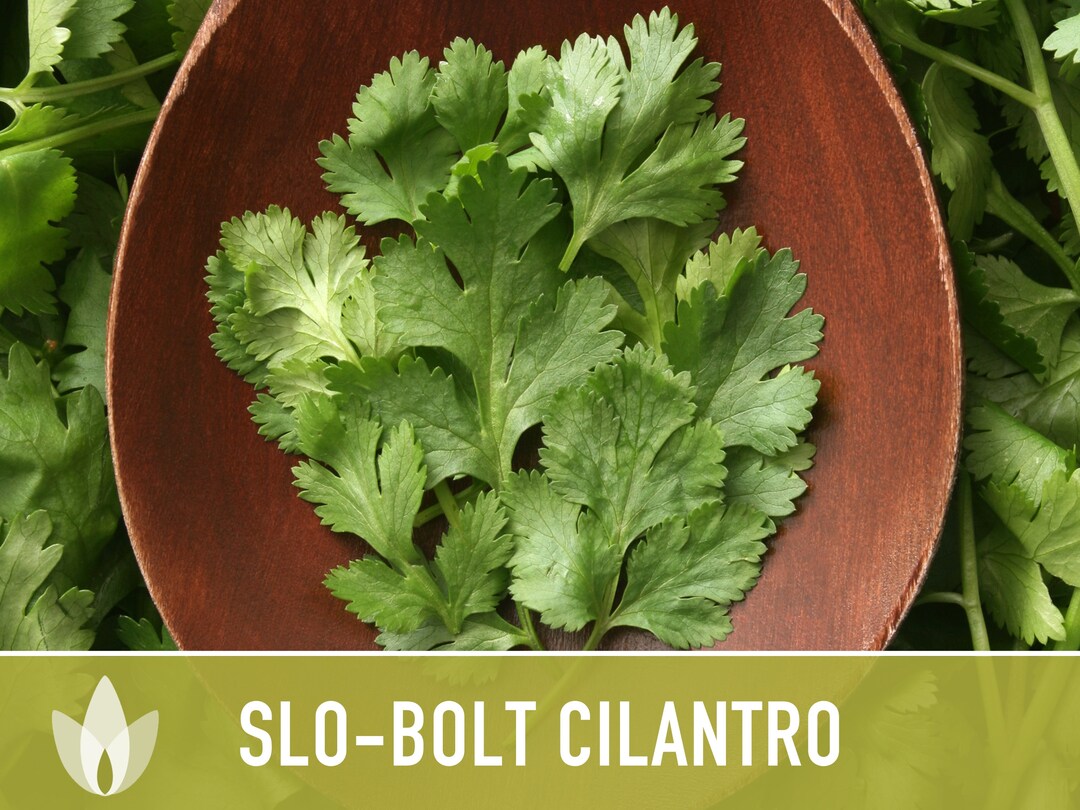 Slobolt Cilantro Seeds Heirloom Seeds Culinary Herb Seeds Etsy