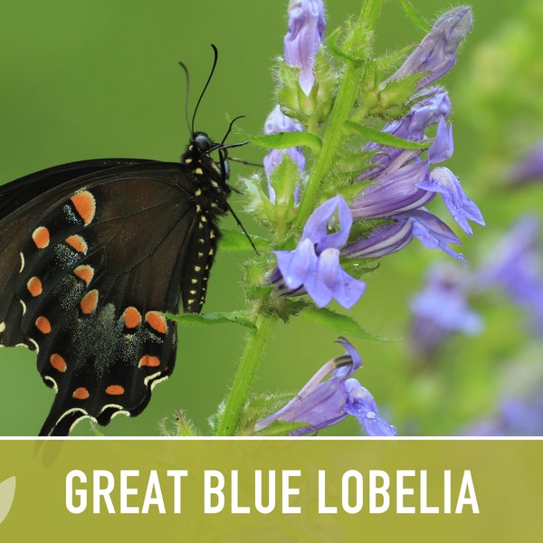 Great Blue Lobelia Seeds - Heirloom Seeds, Wildflower Seeds, Native Seeds, Heirloom Flower Seeds, Lobelia Siphilitica, Non-GMO