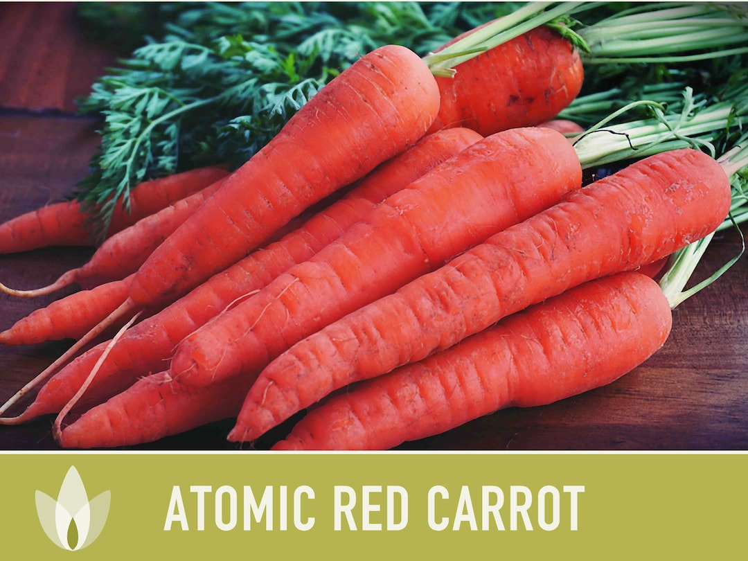 Atomic Red Carrot Seeds Heirloom Antioxidant Lycopene Etsy