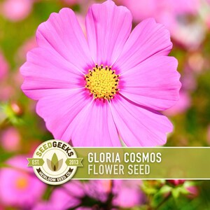 Cosmos, Gloria Heirloom Flower Seeds - Cut Flowers, Butterfly Garden, Pollinator Friendly, Non-GMO image 1