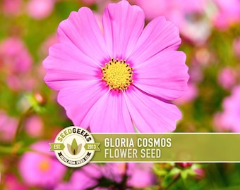 Cosmos, Gloria Heirloom Flower Seeds - Cut Flowers, Butterfly Garden, Pollinator Friendly, Non-GMO