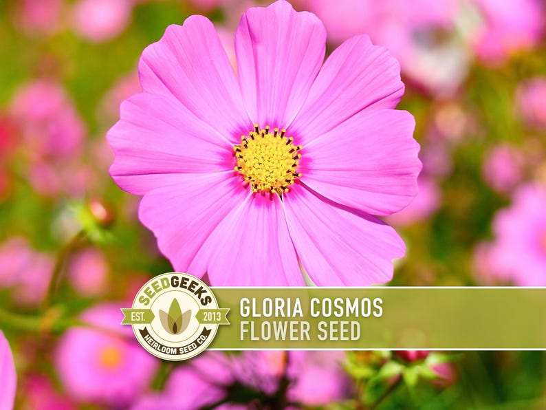 Cosmos, Gloria Heirloom Flower Seeds - Cut Flowers, Butterfly Garden, Pollinator Friendly, Non-GMO image 1