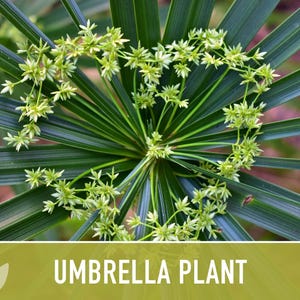 Umbrella Plant Seeds – Cyperus Alternifolius, Ornamental Grass image 6
