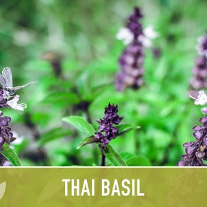 Thai Basil Herb Heirloom Seeds image 4