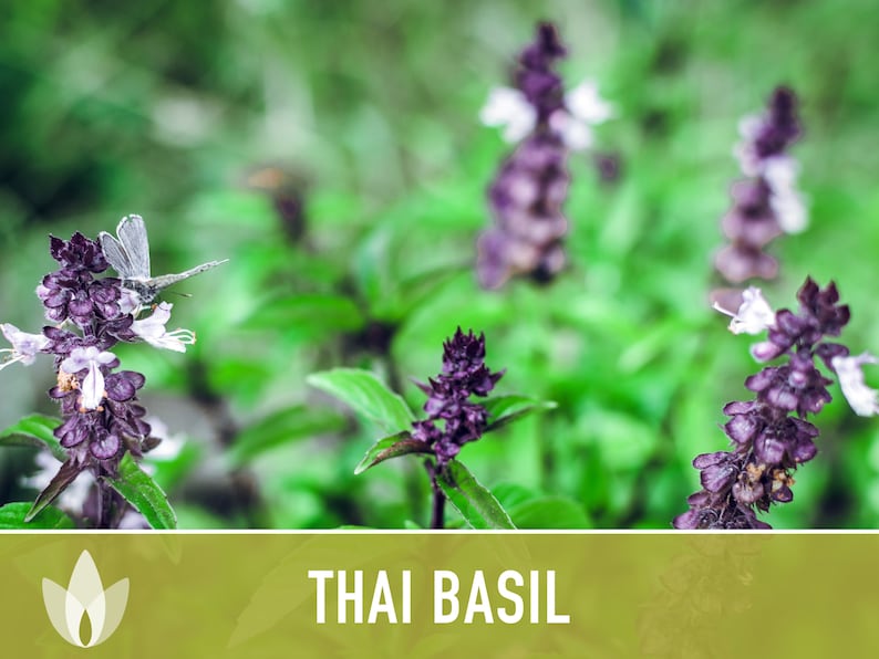 Thai Basil Herb Heirloom Seeds image 4