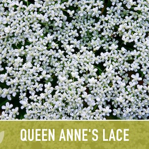 Queen Anne's Lace Seeds – Heirloom Wild Carrot, Pollinator Friendly immagine 8