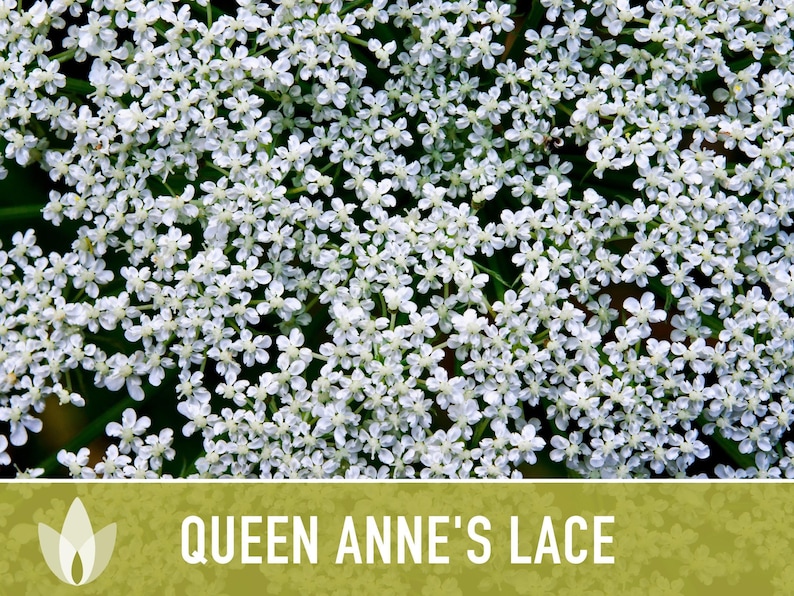 Queen Anne's Lace Seeds – Heirloom Wild Carrot, Pollinator Friendly immagine 8