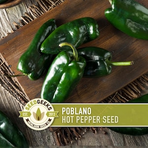 Poblano Ancho Hot Pepper Heirloom Seeds