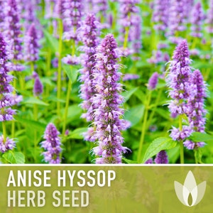 Anise Hyssop Flower Herb Heirloom Seeds