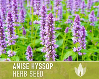 Anise Hyssop Flower Herb Heirloom Seeds