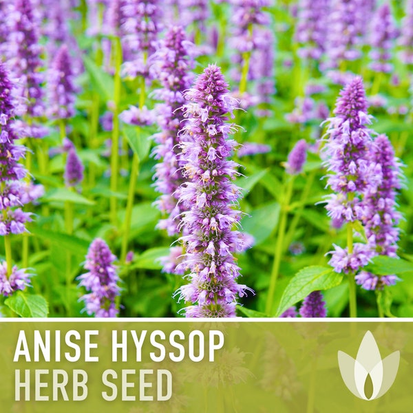 Anise Hyssop Flower Herb Heirloom Seeds