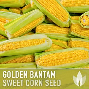 Golden Bantam Sweet Corn Seeds | 50+ Seeds, Non-GMO, Open Pollinated, Heirloom, Zea mays image 5