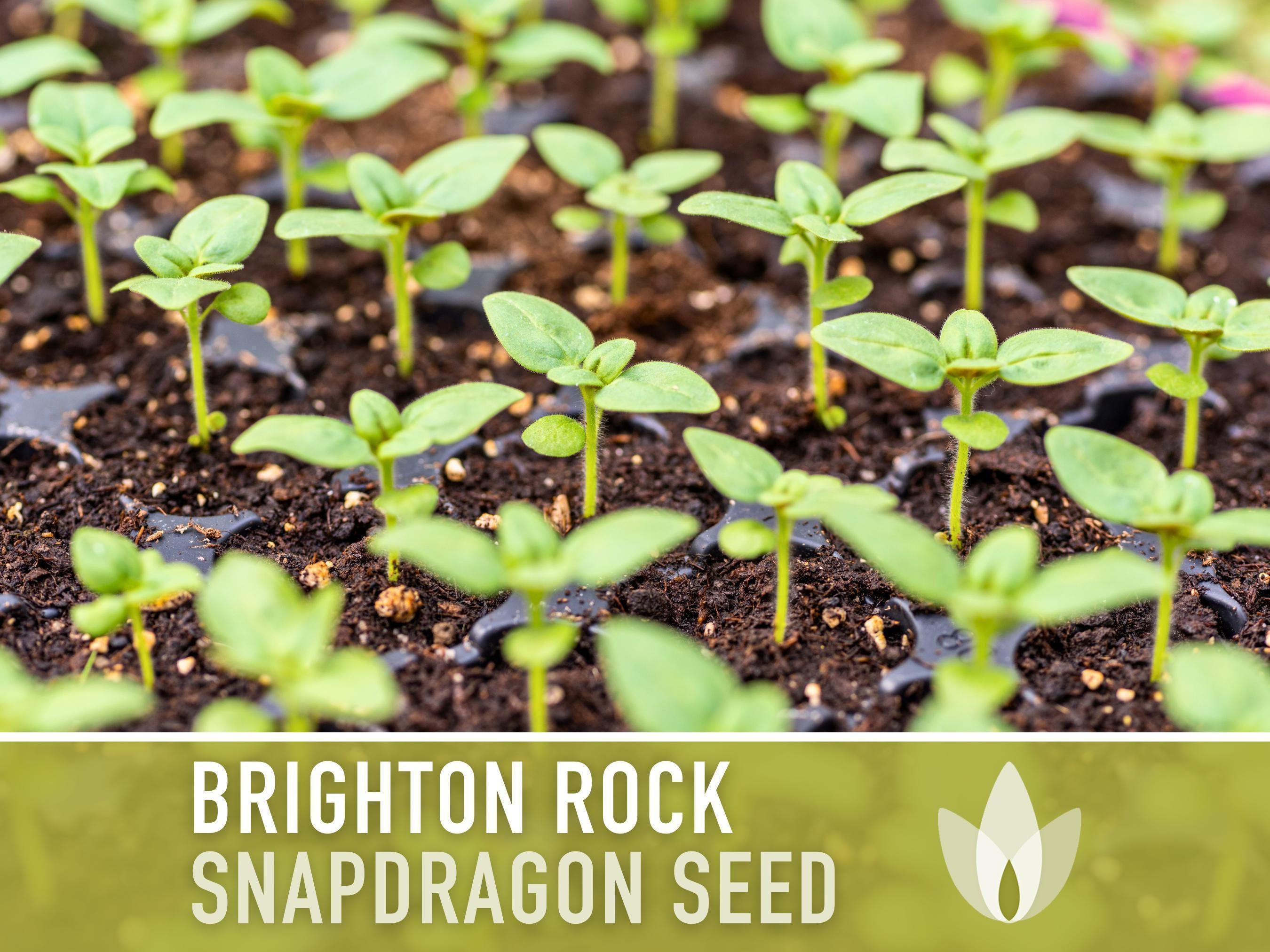 Brighton Rock Snapdragon Seeds | 100+ Seeds, Heirloom, Pastel Bi