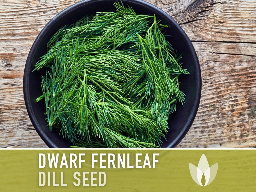 Dwarf Fernleaf Dill Heirloom Seeds AAS Winner, Pickling Spice
