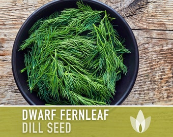 Dwarf Fernleaf Dill Heirloom Seeds - AAS Winner, Pickling Spice, Container Garden, Kitchen Garden Non-GMO, Culinary Herb, Butterfly Host