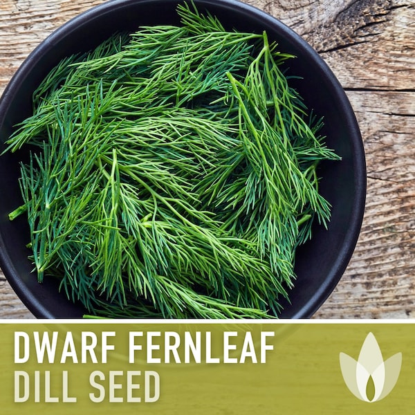 Dwarf Fernleaf Dill Heirloom Seeds - AAS Winner, Pickling Spice, Container Garden, Kitchen Garden Non-GMO, Culinary Herb, Butterfly Host