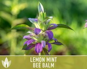 Lemon Mint Bee Balm, Bergamot Herb Heirloom Seeds