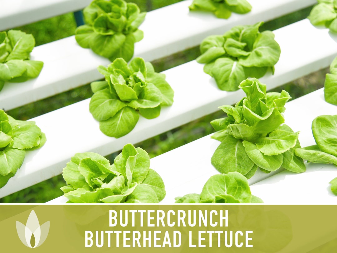 Buttercrunch Butterhead Lettuce Heirloom Seeds AAS Winner Etsy